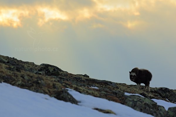 Pižmoň severní (Ovibos moschatus), Pižmoň severní (Ovibos moschatus) Musk Ox, Autor: Ondřej Prosický | NaturePhoto.cz, Model: Canon EOS 5D Mark III, Objektiv: Canon EF 400mm f/2.8 L IS II USM, stativ Gitzo, Clona: 6.3, Doba expozice: 1/1000 s, ISO: 200, Kompenzace expozice: -2/3, Blesk: Ne, 27. března 2012 17:46:01, Dovrefjell–Sunndalsfjella National Park (Norsko) 