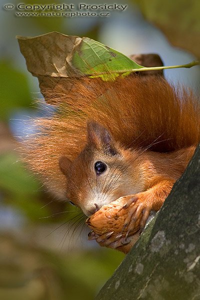 Veverka obecná (Sciurus vulgaris), Autor: Ondřej Prosický, Model aparátu: Canon EOS 20D, Objektiv: Canon EF 400mm f/5.6 L USM, fotografováno z ruky, Ohnisková vzdálenost: 400.00 mm, Clona: 5.60, Doba expozice: 1/400 s, ISO: 400, Vyvážení expozice: 0.00, Blesk: Ne, Vytvořeno: 1. října 2005 14:03:20, u restaurace La Romantica, Mladá Boleslav (ČR)