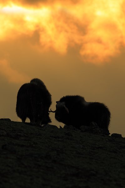 Pižmoň severní (Ovibos moschatus), Pižmoň severní (Ovibos moschatus) Musk Ox, Autor: Ondřej Prosický | NaturePhoto.cz, Model: Canon EOS 5D Mark III, Objektiv: Canon EF 400mm f/2.8 L IS II USM, stativ Gitzo, Clona: 8.0, Doba expozice: 1/800 s, ISO: 200, Kompenzace expozice: -2/3, Blesk: Ne, 27. března 2012 17:58:29, Dovrefjell–Sunndalsfjella National Park (Norsko) 