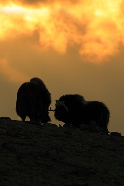 Pižmoň severní (Ovibos moschatus), Pižmoň severní (Ovibos moschatus) Musk Ox, Autor: Ondřej Prosický | NaturePhoto.cz, Model: Canon EOS 5D Mark III, Objektiv: Canon EF 400mm f/2.8 L IS II USM, stativ Gitzo, Clona: 8.0, Doba expozice: 1/800 s, ISO: 200, Kompenzace expozice: -2/3, Blesk: Ne, 27. března 2012 17:58:29, Dovrefjell–Sunndalsfjella National Park (Norsko) 