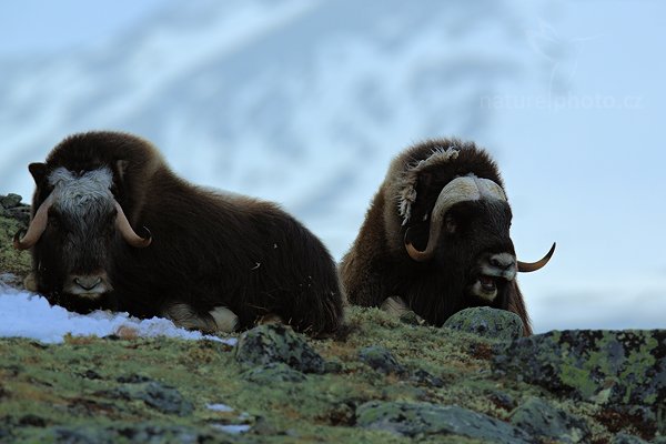 Pižmoň severní (Ovibos moschatus), Pižmoň severní (Ovibos moschatus) Musk Ox, Autor: Ondřej Prosický | NaturePhoto.cz, Model: Canon EOS 5D Mark III, Objektiv: Canon EF 400mm f/2.8 L IS II USM, stativ Gitzo, Clona: 8.0, Doba expozice: 1/500 s, ISO: 250, Kompenzace expozice: -1/3, Blesk: Ne, 27. března 2012 17:11:01, Dovrefjell–Sunndalsfjella National Park (Norsko) 