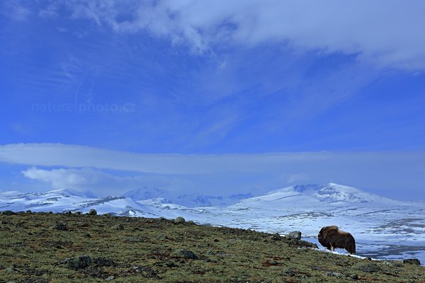 Pižmoň severní (Ovibos moschatus), Pižmoň severní (Ovibos moschatus) Musk Ox, Autor: Ondřej Prosický | NaturePhoto.cz, Model: Canon EOS 5D Mark III, Objektiv: Canon EF 17-40mm f/4 L USM, stativ Gitzo, Clona: 11, Doba expozice: 1/125 s, ISO: 100, Kompenzace expozice: +2/3, Blesk: Ne, 27. března 2012 13:50:56, Dovrefjell–Sunndalsfjella National Park (Norsko) 