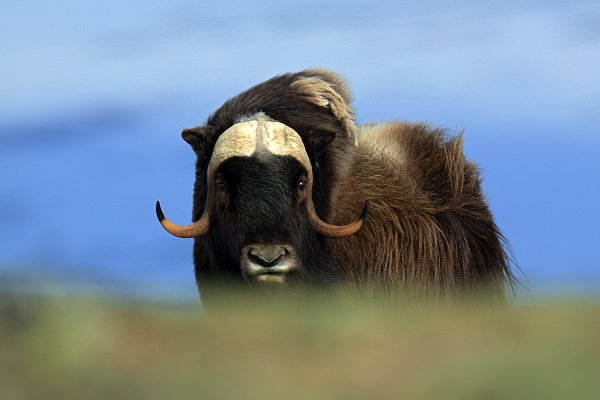 Pižmoň severní (Ovibos moschatus), Pižmoň severní (Ovibos moschatus) Musk Ox, Autor: Ondřej Prosický | NaturePhoto.cz, Model: Canon EOS 5D Mark III, Objektiv: Canon EF 400mm f/2.8 L IS II USM, stativ Gitzo, Clona: 7.1, Doba expozice: 1/1000 s, ISO: 200, Kompenzace expozice: 0, Blesk: Ne, 27. března 2012 10:33:26, Dovrefjell–Sunndalsfjella National Park (Norsko) 