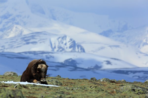 Pižmoň severní (Ovibos moschatus), Pižmoň severní (Ovibos moschatus) Musk Ox, Autor: Ondřej Prosický | NaturePhoto.cz, Model: Canon EOS 5D Mark III, Objektiv: Canon EF 400mm f/2.8 L IS II USM, stativ Gitzo, Clona: 8.0, Doba expozice: 1/1250 s, ISO: 200, Kompenzace expozice: -2/3, Blesk: Ne, 27. března 2012 10:24:47, Dovrefjell–Sunndalsfjella National Park (Norsko) 