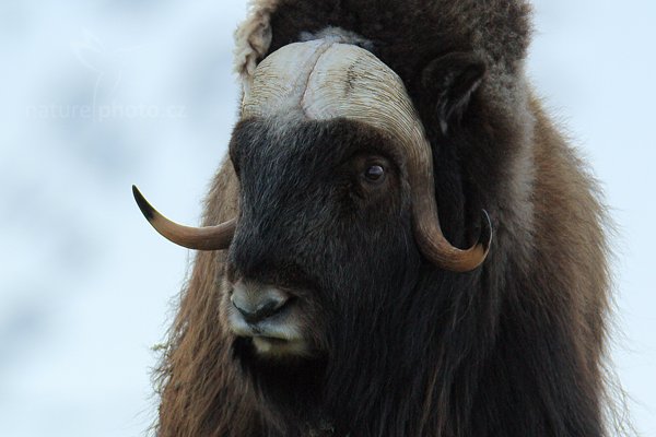 Pižmoň severní (Ovibos moschatus), Pižmoň severní (Ovibos moschatus) Musk Ox, Autor: Ondřej Prosický | NaturePhoto.cz, Model: Canon EOS 5D Mark III, Objektiv: Canon EF 400mm f/2.8 L IS II USM, stativ Gitzo, Clona: 8.0, Doba expozice: 1/400 s, ISO: 250, Kompenzace expozice: -1/3, Blesk: Ne, 27. března 2012 17:15:00, Dovrefjell–Sunndalsfjella National Park (Norsko) 