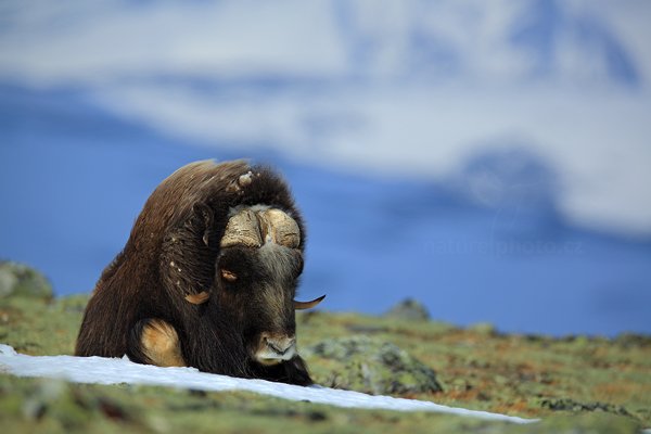 Pižmoň severní (Ovibos moschatus), Pižmoň severní (Ovibos moschatus) Musk Ox, Autor: Ondřej Prosický | NaturePhoto.cz, Model: Canon EOS 5D Mark III, Objektiv: Canon EF 400mm f/2.8 L IS II USM, stativ Gitzo, Clona: 5.6, Doba expozice: 1/1250 s, ISO: 100, Kompenzace expozice: -2/3, Blesk: Ne, 27. března 2012 10:19:41, Dovrefjell–Sunndalsfjella National Park (Norsko) 