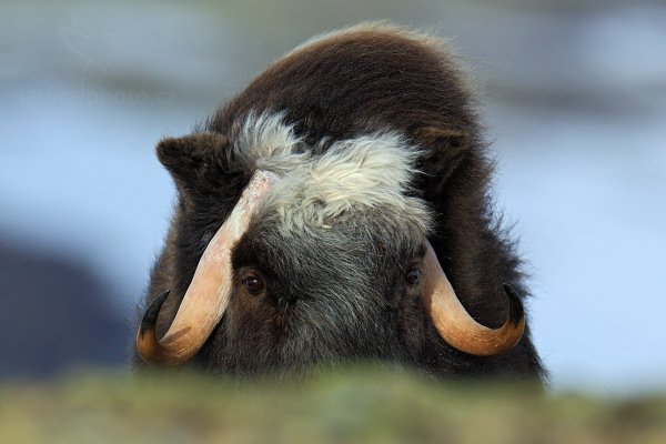 Pižmoň severní (Ovibos moschatus), Pižmoň severní (Ovibos moschatus) Musk Ox, Autor: Ondřej Prosický | NaturePhoto.cz, Model: Canon EOS 5D Mark III, Objektiv: Canon EF 400mm f/2.8 L IS II USM, stativ Gitzo, Clona: 7.1, Doba expozice: 1/1600 s, ISO: 250, Kompenzace expozice: -1/3, Blesk: Ne, 27. března 2012 15:15:18, Dovrefjell–Sunndalsfjella National Park (Norsko)