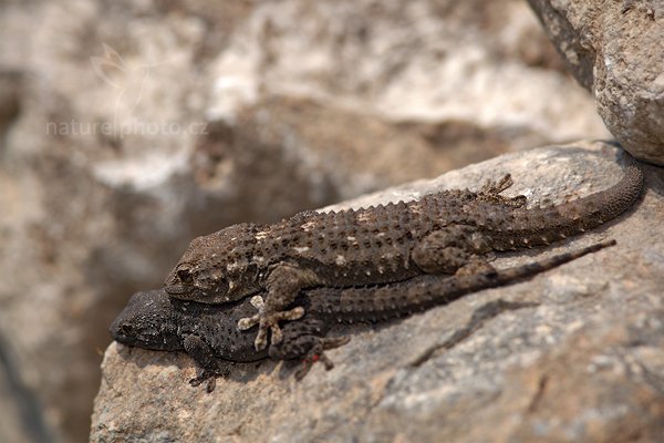 Gekon sp., zatím neurčeno, Autor: Ondřej Prosický | NaturePhoto.cz, Model: Canon EOS 5D Mark II, Objektiv: Canon EF 400mm f/2.8 L IS II USM, Ohnisková vzdálenost (EQ35mm): 300 mm, stativ Gitzo, Clona: 7.1, Doba expozice: 1/250 s, ISO: 250, Kompenzace expozice: 0, Blesk: Ano, 28. dubna 2011 2:28:05, Gargáno (Itálie)