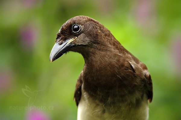 Sojka hnědá (Cyanocorax morio), Sojka hnědá (Cyanocorax morio) Brown Jay, Autor: Ondřej Prosický | NaturePhoto.cz, Model: Canon EOS 7D, Objektiv: Canon EF 500mm f/4 L IS USM, Ohnisková vzdálenost (EQ35mm): 800 mm, stativ Gitzo, Clona: 6.3, Doba expozice: 1/500 s, ISO: 640, Kompenzace expozice: -2/3, Blesk: Ano, Vytvořeno: 10. prosince 2010 10:56:24, Turrialba (Kostarika) 