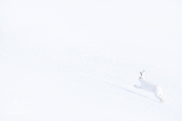 Zajíc bělák (Lepus timidus), Zajíc bělák (Lepus timidus) Mountain Hare, Autor: Ondřej Prosický | NaturePhoto.cz, Model: Canon EOS 5D Mark III, Objektiv: Canon EF 400mm f/2.8 L IS II USM + TC Canon 2x, fotografováno z ruky, Clona: 8.0, Doba expozice: 1/800 s, ISO: 125, Kompenzace expozice: 0, Blesk: Ne, 27. března 2012 8:05:20, Dovrefjell–Sunndalsfjella National Park (Norsko)