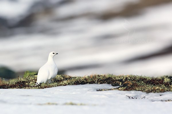 Bělokur horský (Lagopus mutus), Bělokur horský (Lagopus mutus) Rock Ptarmigan, Autor: Ondřej Prosický | NaturePhoto.cz, Model: Canon EOS 5D Mark III, Objektiv: Canon EF 400mm f/2.8 L IS II USM, stativ Gitzo, Clona: 5.6, Doba expozice: 1/3200 s, ISO: 200, Kompenzace expozice: -2/3, Blesk: Ne, 29. března 2012 15:51:41, Dovrefjell–Sunndalsfjella National Park (Norsko)  