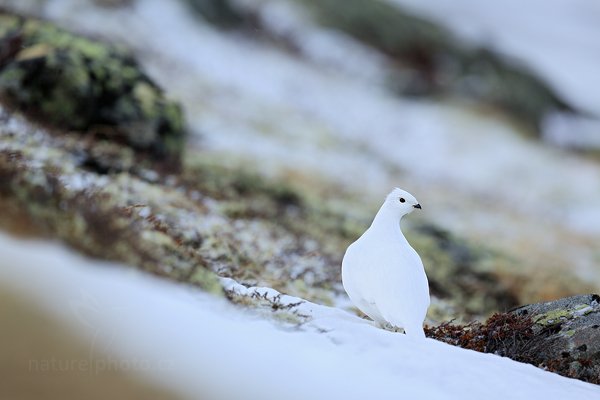 Bělokur horský (Lagopus mutus), Bělokur horský (Lagopus mutus) Rock Ptarmigan, Autor: Ondřej Prosický | NaturePhoto.cz, Model: Canon EOS 5D Mark III, Objektiv: Canon EF 400mm f/2.8 L IS II USM, stativ Gitzo, Clona: 4.5, Doba expozice: 1/1000 s, ISO: 100, Kompenzace expozice: 0, Blesk: Ne, 29. března 2012 15:55:32, Dovrefjell–Sunndalsfjella National Park (Norsko)