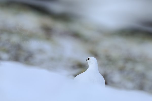 Bělokur horský (Lagopus mutus), Bělokur horský (Lagopus mutus) Rock Ptarmigan, Autor: Ondřej Prosický | NaturePhoto.cz, Model: Canon EOS 5D Mark III, Objektiv: Canon EF 400mm f/2.8 L IS II USM, stativ Gitzo, Clona: 4.5, Doba expozice: 1/1000 s, ISO: 100, Kompenzace expozice: +2/3, Blesk: Ne, 29. března 2012 15:57:59, Dovrefjell–Sunndalsfjella National Park (Norsko)