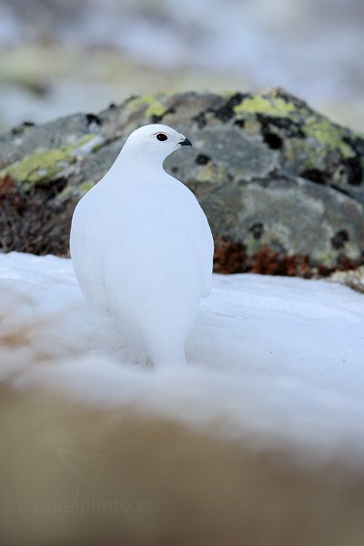 Bělokur horský (Lagopus mutus), Bělokur horský (Lagopus mutus) Rock Ptarmigan, Autor: Ondřej Prosický | NaturePhoto.cz, Model: Canon EOS 5D Mark III, Objektiv: Canon EF 400mm f/2.8 L IS II USM, stativ Gitzo, Clona: 5.6, Doba expozice: 1/1600 s, ISO: 200, Kompenzace expozice: 0, Blesk: Ne, 29. března 2012 15:52:54, Dovrefjell–Sunndalsfjella National Park (Norsko)