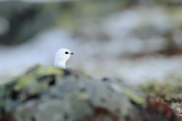 Bělokur horský (Lagopus mutus), Bělokur horský (Lagopus mutus) Rock Ptarmigan, Autor: Ondřej Prosický | NaturePhoto.cz, Model: Canon EOS 5D Mark III, Objektiv: Canon EF 400mm f/2.8 L IS II USM, stativ Gitzo, Clona: 4.5, Doba expozice: 1/800 s, ISO: 100, Kompenzace expozice: +2/3, Blesk: Ne, 29. března 2012 15:57:33, Dovrefjell–Sunndalsfjella National Park (Norsko)