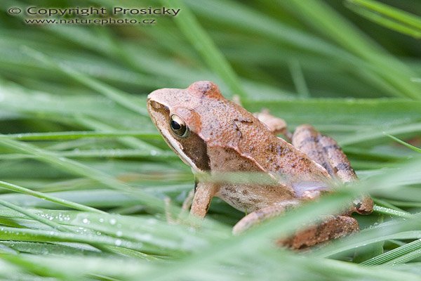 Skokan hnědý (Rana temporaria), Autor: Ondřej Prosický, Model aparátu: Canon EOS 20D, Objektiv: Canon EF 100mm f/2.8 Macro USM, fotografováno z ruky, Ohnisková vzdálenost: 100.00 mm, Clona: 5.60, Doba expozice: 1/200 s, ISO: 800, Vyvážení expozice: 0.33, Blesk: Ne, NPR Kačák u Kladna (ČR)