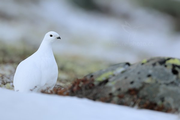 Bělokur horský (Lagopus mutus), Bělokur horský (Lagopus mutus) Rock Ptarmigan, Autor: Ondřej Prosický | NaturePhoto.cz, Model: Canon EOS 5D Mark III, Objektiv: Canon EF 400mm f/2.8 L IS II USM, stativ Gitzo, Clona: 4.0, Doba expozice: 1/1250 s, ISO: 100, Kompenzace expozice: +1/3, Blesk: Ne, 29. března 2012 15:56:45, Dovrefjell–Sunndalsfjella National Park (Norsko)