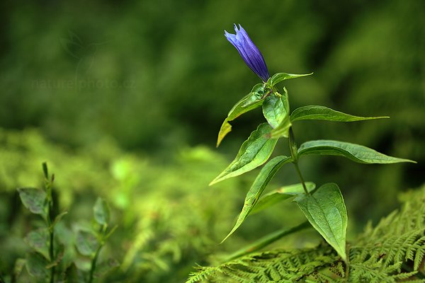 Hořec tolitovitý (Gentiana asclepiadea), Hořec tolitovitý (Gentiana asclepiadea) Willow Gentian, Autor: Ondřej Prosický | NaturePhoto.cz, Model: Canon EOS 5D Mark II, Objektiv: Canon EF 100mm f/2.8 L Macro IS USM, Ohnisková vzdálenost (EQ35mm): 100 mm, stativ Gitzo, Clona: 3.2, Doba expozice: 1/160 s, ISO: 500, Kompenzace expozice: -2/3, Blesk: Ne, 15. září 2012 11:41:57, Rýchory, Krkonoše (Česko) 