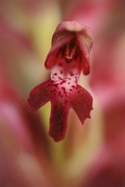 Vstavač štěničný (Orchis coriophora), Vstavač štěničný (Orchis coriophora), Bratislava (Slovensko)