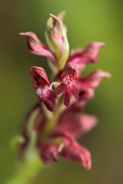 Vstavač štěničný (Orchis coriophora)