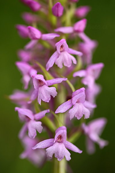 Pětiprstka žežulník (Gymnadenia conopsea)