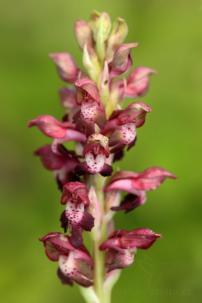 Vstavač štěničný (Orchis coriophora)