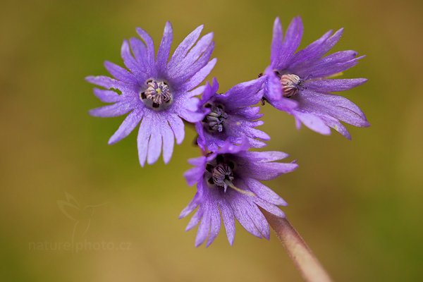 Dřípatka horská (Soldanella montana), Dřípatka horská (Soldanella montana), Prachaticko Šumava (Česko)