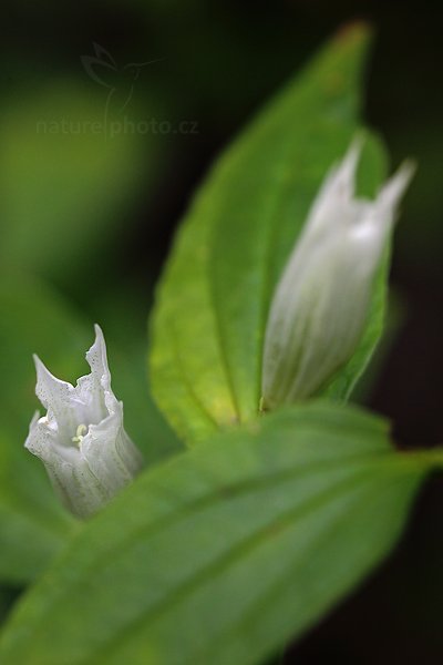 Hořec tolitovitý (Gentiana asclepiadea), Hořec tolitovitý (Gentiana asclepiadea) Willow Gentian, Autor: Ondřej Prosický | NaturePhoto.cz, Model: Canon EOS 5D Mark II, Objektiv: Canon EF 100mm f/2.8 L Macro IS USM, Ohnisková vzdálenost (EQ35mm): 100 mm, stativ Gitzo, Clona: 4.5, Doba expozice: 1/100 s, ISO: 1000, Kompenzace expozice: -1/3, Blesk: Ne, 15. září 2012 11:56:22, Rýchory, Krkonoše (Česko)  