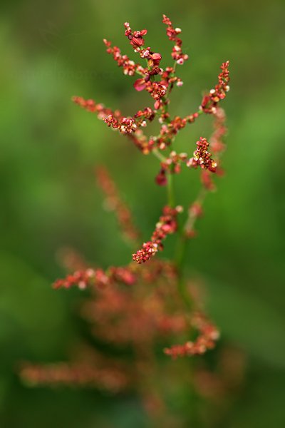 Šťovík sp., Šťovík sp., Autor: Ondřej Prosický | NaturePhoto.cz, Model: Canon EOS 5D Mark II, Objektiv: Canon EF 100mm f/2.8 L IS Macro USM, Ohnisková vzdálenost (EQ35mm): 100 mm, stativ Gitzo, Clona: 4.5, Doba expozice: 1/160 s, ISO: 200, Kompenzace expozice: -2/3, Blesk: Ne, 9. června 2012 9:59:21, Rýchory, Krkonoše (Česko)