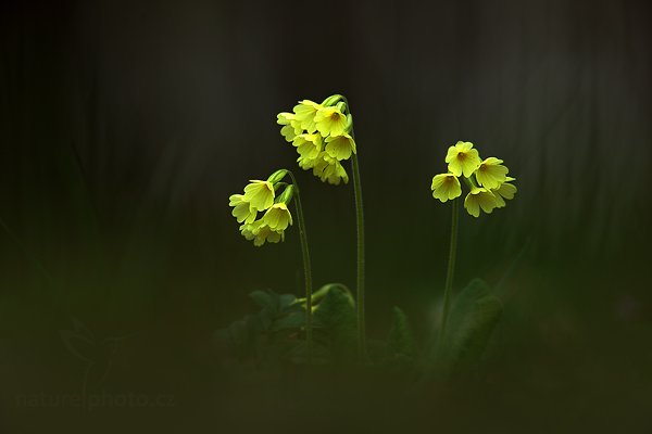 Prvosenka vyšší (Primula elatior)