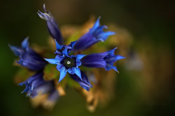 Hořec tolitovitý (Gentiana asclepiadea), Hořec tolitovitý (Gentiana asclepiadea) Willow Gentian, Autor: Ondřej Prosický | NaturePhoto.cz, Model: Canon EOS 5D Mark II, Objektiv: Canon EF 100mm f/2.8 L Macro IS USM, Ohnisková vzdálenost (EQ35mm): 100 mm, stativ Gitzo, Clona: 3.2, Doba expozice: 1/160 s, ISO: 500, Kompenzace expozice: -2/3, Blesk: Ne, 15. září 2012 11:21:12, Rýchory, Krkonoše (Česko)