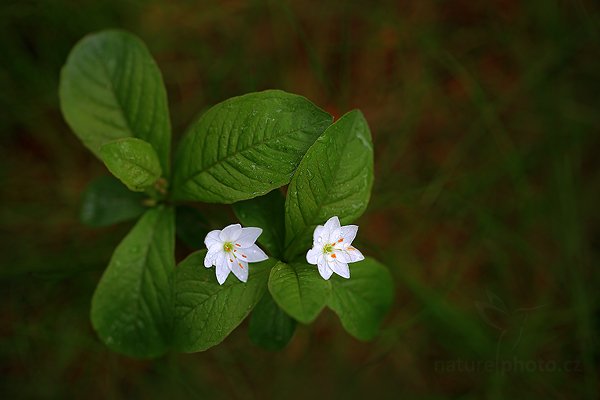 Sedmikvítek evropský (Trientalis europaea), Sedmikvítek evropský (Trientalis europaea) Chickweed Wintergreen, Autor: Ondřej Prosický | NaturePhoto.cz, Model: Canon EOS 5D Mark II, Objektiv: Canon EF 100mm f/2.8 L IS Macro USM, Ohnisková vzdálenost (EQ35mm): 100 mm, stativ Gitzo, Clona: 3.2, Doba expozice: 1/20 s, ISO: 100, Kompenzace expozice: 0, Blesk: Ne, 9. června 2012 6:47:13, Rýchory, Krkonoše (Česko) 