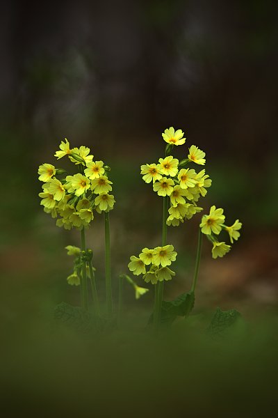 Prvosenka vyšší (Primula elatior)