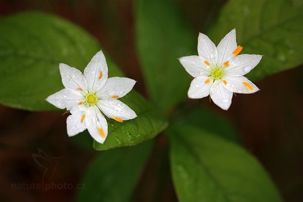 Sedmikvítek evropský (Trientalis europaea), Sedmikvítek evropský (Trientalis europaea) Chickweed Wintergreen, Autor: Ondřej Prosický | NaturePhoto.cz, Model: Canon EOS 5D Mark II, Objektiv: Canon EF 100mm f/2.8 L IS Macro USM, Ohnisková vzdálenost (EQ35mm): 100 mm, stativ Gitzo, Clona: 5.6, Doba expozice: 1/5 s, ISO: 100, Kompenzace expozice: +1/3, Blesk: Ne, 9. června 2012 6:37:02, Rýchory, Krkonoše (Česko)