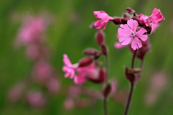 Knotovka červená (Silene dioica), Knotovka červená (Silene dioica) Red Campion, Autor: Ondřej Prosický | NaturePhoto.cz, Model: Canon EOS 5D Mark II, Objektiv: Canon EF 100mm f/2.8 L IS Macro USM, Ohnisková vzdálenost (EQ35mm): 100 mm, stativ Gitzo, Clona: 4.5, Doba expozice: 1/500 s, ISO: 400, Kompenzace expozice: -1/3, Blesk: Ne, 9. června 2012 9:47:26, Rýchory, Krkonoše (Česko)