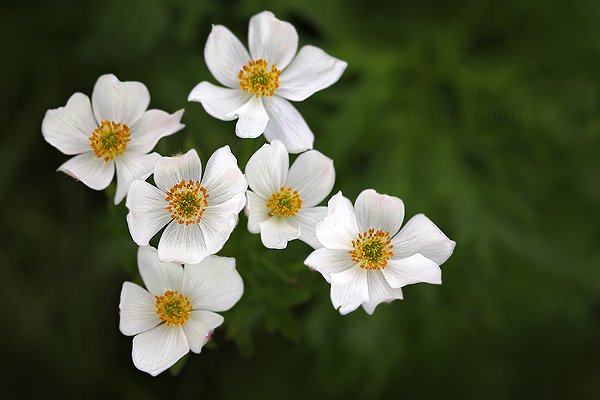 Sasanka narcisokvětá (Anemone narcissiflora), Sasanka narcisokvětá (Anemone narcissiflora) Narcissus Anemone, Autor: Ondřej Prosický | NaturePhoto.cz, Model: Canon EOS 5D Mark II, Objektiv: Canon EF 100mm f/2.8 L IS Macro USM, Ohnisková vzdálenost (EQ35mm): 100 mm, stativ Gitzo, Clona: 7.1, Doba expozice: 1/200 s, ISO: 100, Kompenzace expozice: -1/3, Blesk: Ne, 9. června 2012 10:58:23, Rýchory, Krkonoše (Česko) 