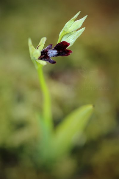 Tořič hmyzonosný (Ophrys insectifera) Fly Orchid, Tořič hmyzonosný (Ophrys insectifera) Fly Orchid, Autor: Ondřej Prosický | NaturePhoto.cz, Model: Canon EOS 5D Mark II, Objektiv: Canon EF 100mm f/2.8 L IS Macro USM, Ohnisková vzdálenost (EQ35mm): 100 mm, stativ Gitzo, Clona: 3.5, Doba expozice: 1/60 s, ISO: 800, Kompenzace expozice: -1/3, Blesk: Ne, 26. května 2012 10:50:17, Turčianská kotlina (Slovensko)