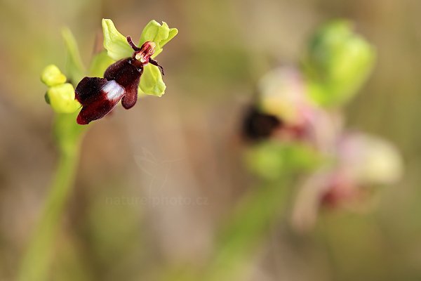 Tořič hmyzonosný (Ophrys insectifera) Fly Orchid, Tořič hmyzonosný (Ophrys insectifera) Fly Orchid, Autor: Ondřej Prosický | NaturePhoto.cz, Model: Canon EOS 5D Mark II, Objektiv: Canon EF 100mm f/2.8 L IS Macro USM, Ohnisková vzdálenost (EQ35mm): 100 mm, stativ Gitzo, Clona: 6.3, Doba expozice: 1/40 s, ISO: 200, Kompenzace expozice: -2/3, Blesk: Ne, 26. května 2012 10:06:42, Turčianská kotlina (Slovensko) 