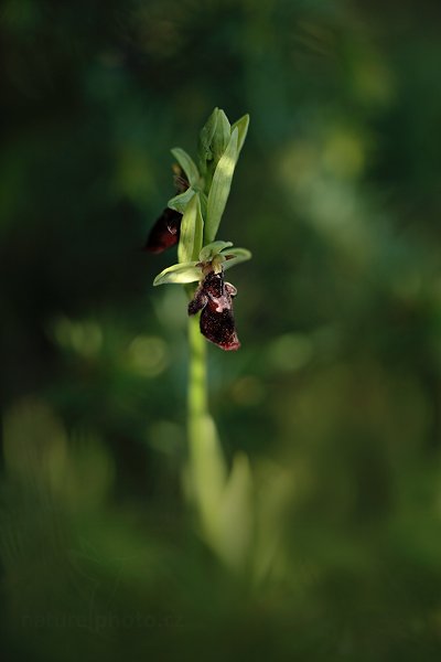 Tořič (Ophrys holoserica subsp. holubyana × Ophrys insectifera), Tořič (Ophrys holoserica subsp. holubyana × Ophrys insectifera) Fly Orchid, Autor: Ondřej Prosický | NaturePhoto.cz, Model: Canon EOS 5D Mark II, Objektiv: Canon EF 100mm f/2.8 L IS Macro USM, Ohnisková vzdálenost (EQ35mm): 100 mm, stativ Gitzo, Clona: 2.8, Doba expozice: 1/400 s, ISO: 200, Kompenzace expozice: -1, Blesk: Ne, 26. května 2012 9:40:53, Turčianská kotlina (Slovensko) 