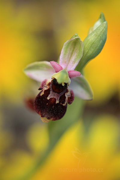 Tořič čmelákovitý Holubyho (Ophrys holoserica holubyana) , Tořič čmelákovitý Holubyho (Ophrys holoserica holubyana) Late Spider Orchid, Autor: Ondřej Prosický | NaturePhoto.cz, Model: Canon EOS 5D Mark II, Objektiv: Canon EF 100mm f/2.8 L IS Macro USM, Ohnisková vzdálenost (EQ35mm): 100 mm, stativ Gitzo, Clona: 4.0, Doba expozice: 1/100 s, ISO: 200, Kompenzace expozice: -2/3, Blesk: Ne, 26. května 2012 10:00:27, Turčianská kotlina (Slovensko) 