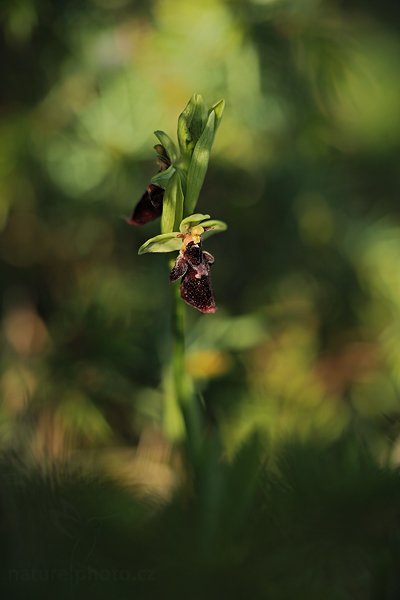 Tořič (Ophrys holoserica subsp. holubyana × Ophrys insectifera), Tořič (Ophrys holoserica subsp. holubyana × Ophrys insectifera) Fly Orchid, Autor: Ondřej Prosický | NaturePhoto.cz, Model: Canon EOS 5D Mark II, Objektiv: Canon EF 100mm f/2.8 L IS Macro USM, Ohnisková vzdálenost (EQ35mm): 100 mm, stativ Gitzo, Clona: 3.2, Doba expozice: 1/500 s, ISO: 200, Kompenzace expozice: -1, Blesk: Ne, 26. května 2012 9:40:39, Turčianská kotlina (Slovensko) 
