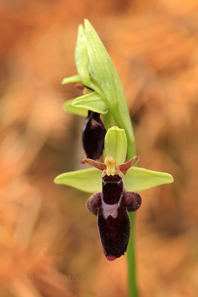 Tořič (Ophrys holoserica subsp. holubyana × Ophrys insectifera), Tořič (Ophrys holoserica subsp. holubyana × Ophrys insectifera) Fly Orchid, Autor: Ondřej Prosický | NaturePhoto.cz, Model: Canon EOS 5D Mark II, Objektiv: Canon EF 100mm f/2.8 L IS Macro USM, Ohnisková vzdálenost (EQ35mm): 100 mm, stativ Gitzo, Clona: 5.6, Doba expozice: 1/25 s, ISO: 200, Kompenzace expozice: -2/3, Blesk: Ne, 26. května 2012 9:27:48, Turčianská kotlina (Slovensko)  