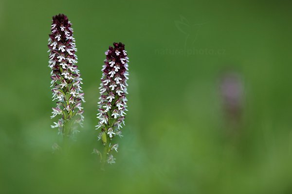 Vstavač osmahlý (Orchis ustulata) Burnt Orchid, Vstavač osmahlý (Orchis ustulata) Burnt Orchid, u Úštěka (Česko)