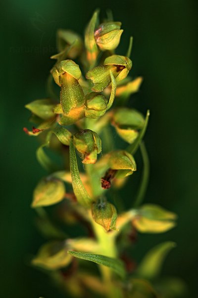 Vemeníček zelený (Coeloglossum viride), Vemeníček zelený (Coeloglossum viride) Frog Orchid, Autor: Ondřej Prosický | NaturePhoto.cz, Model: Canon EOS 5D Mark II, Objektiv: Canon EF 100mm f/2.8 L IS Macro USM, Ohnisková vzdálenost (EQ35mm): 100 mm, stativ Gitzo, Clona: 4.0, Doba expozice: 1/13 s, ISO: 500, Kompenzace expozice: -2/3, Blesk: Ne, 25. května 2012 20:24:47, pod Žďánickým lesem (Česko)