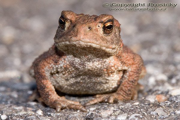 Ropucha obecná (Bufo bufo), Autor: Ondřej Prosický, Model aparátu: Canon EOS 20D, Objektiv: Canon EF 100mm f/2.8 Macro USM, fotografováno z ruky, Ohnisková vzdálenost: 100.00 mm, Clona: 16.00, Doba expozice: 1/200 s, ISO: 800, Vyvážení expozice: 0.00, Blesk: Ano, Vytvořeno: 24. září 2005 9:47:45, u vodní nádrže Lipno, Šumava (ČR)