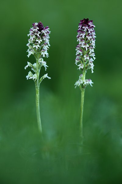 Vstavač osmahlý (Orchis ustulata), Vstavač osmahlý (Orchis ustulata) Burnt Orchid, u Úštěka, Česko