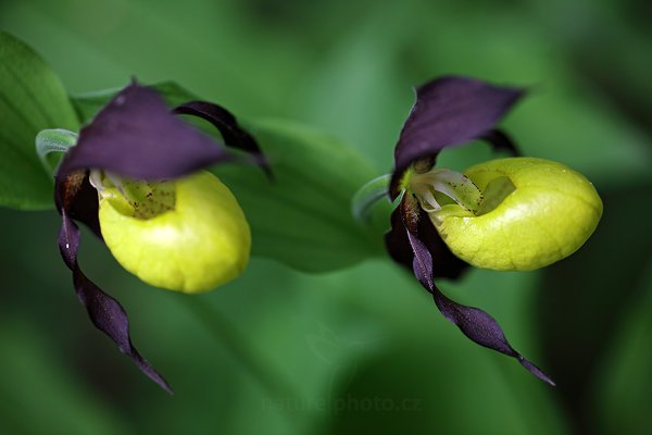 Střevíčník pantoflíček (Cypripedium calceolus) Lady&#039;s Slipper Orchid, Střevíčník pantoflíček (Cypripedium calceolus) Lady&#039;s Slipper Orchid, u Úštěka, Česko