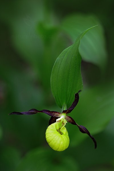 Střevíčník pantoflíček (Cypripedium calceolus), Střevíčník pantoflíček (Cypripedium calceolus) Lady&#039;s Slipper Orchid, u Úštěka, Česko