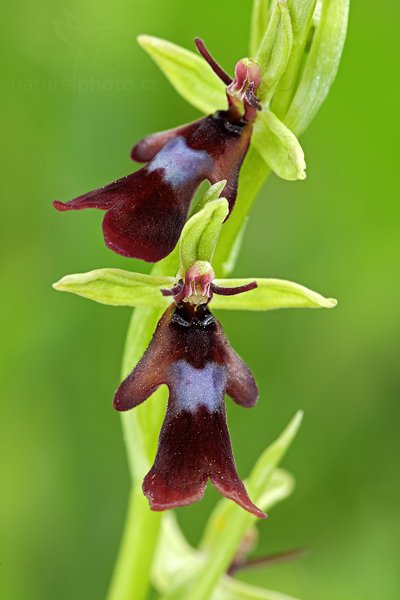 Tořič hmyzonosný (Ophrys insectifera) Fly Orchid, Tořič hmyzonosný (Ophrys insectifera) Fly Orchid, Autor: Ondřej Prosický | NaturePhoto.cz, Model: Canon EOS 5D Mark II, Objektiv: Canon EF 100mm f/2.8 L Macro IS USM + PL filtr Hoya HD, Ohnisková vzdálenost (EQ35mm): 100 mm, stativ Gitzo, Clona: 9.0, Doba expozice: 1/5 s, ISO: 200, Kompenzace expozice: 0, Blesk: Ne, 12. května 2012 16:31:58, u Úštěka (Česko)