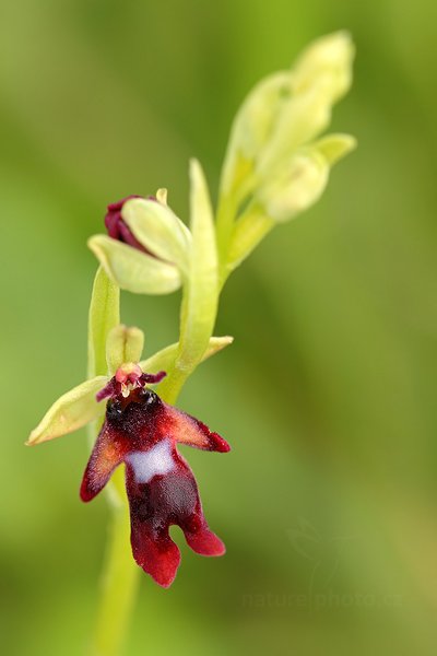 Tořič hmyzonosný (Ophrys insectifera) Fly Orchid, Tořič hmyzonosný (Ophrys insectifera) Fly Orchid, Autor: Ondřej Prosický | NaturePhoto.cz, Model: Canon EOS 5D Mark II, Objektiv: Canon EF 100mm f/2.8 L Macro IS USM + PL filtr Hoya HD, Ohnisková vzdálenost (EQ35mm): 100 mm, stativ Gitzo, Clona: 6.3, Doba expozice: 1/15 s, ISO: 100, Kompenzace expozice: 0, Blesk: Ne, 8. května 2012 11:08:02, u Úštěku (Česko)